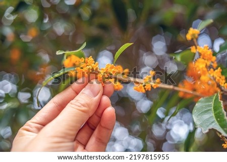 Picking and collecting osmanthus in autumn Royalty-Free Stock Photo #2197815955