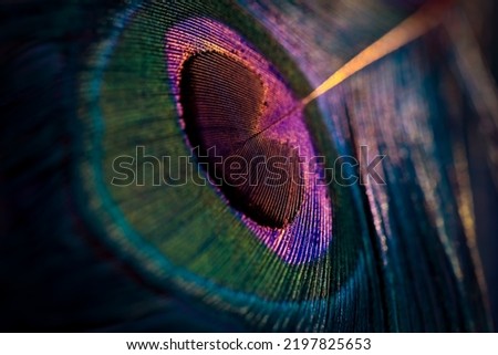 India, 18 February, 2021 : Beautiful and colourful peacock bird feather closeup abstract pattern texture natural background, Beautiful glowing bright vibrant colors bokeh blur light, Color image. Royalty-Free Stock Photo #2197825653