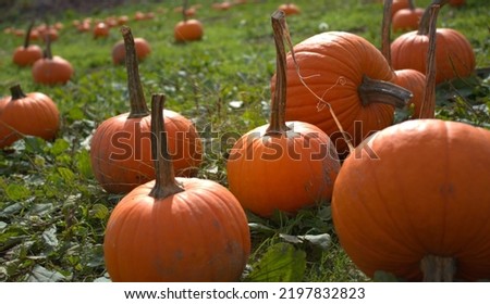 October Pumpkins at Terhune Orchard