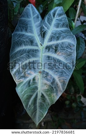 Black taro leaf dark background