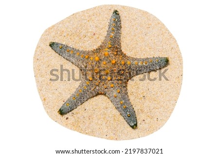 Grey starfish on sand isolated on white background