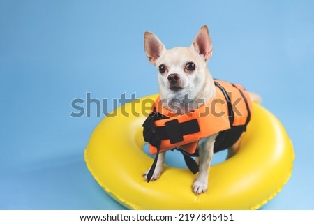 Portrait of a cute brown short hair chihuahua dog wearing orange life jacket or life vest standing in yellow  swimming ring, isolated on blue background.