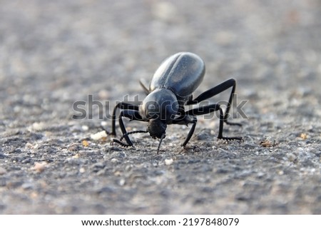 Super close up of wild Eleodes armata eating on concrete road inside Joshua Tree national park. Animal Macro picture of one armored stink beetle early morning in Californian desert.