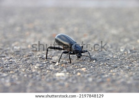 Super close up of wild Eleodes armata eating on concrete road inside Joshua Tree national park. Animal Macro picture of one armored stink beetle early morning in Californian desert.