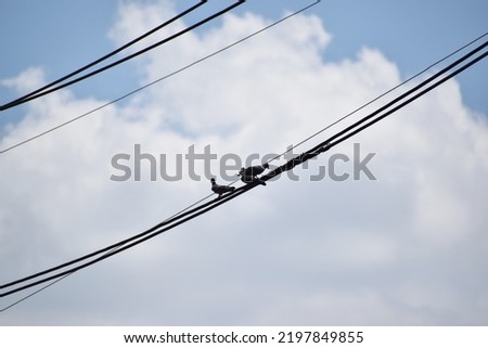 Several electrical wires are lined with birds perched on them.cloudy sky background,Single alone bird sitting on power cables outdoors. One pigeon or dove perching on electrical wires