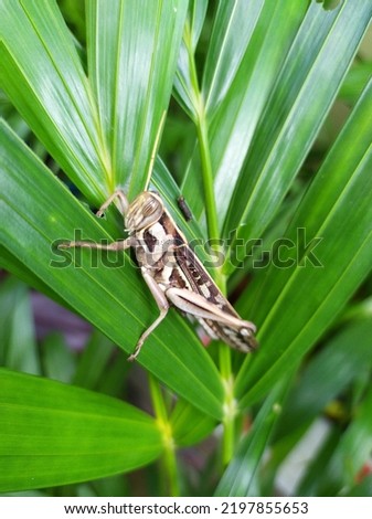 marco picture of a Grasshopper on the grass
