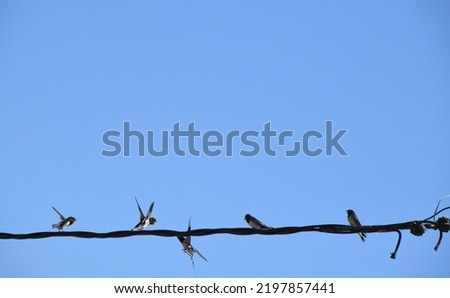 School of swallows: snatching insects in flight and then feeding them to the young swallows, Alicante Province, Costa Blanca, Spain