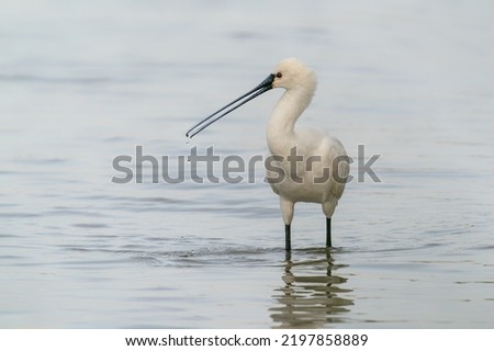 Beautiful Eurasian Spoonbill or common spoonbill (Platalea leucorodia) walking in shallow water hunting for food. Gelderland in the Nether                               