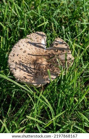 Protruding cap of a mushroom of a bedbug eats in the grass in sunny weather on a meadow in September