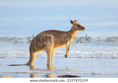 Kangaroo at the beach aware