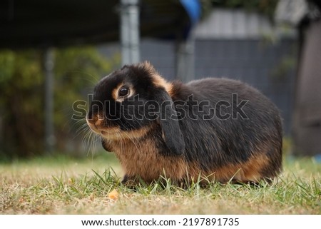 a close-up of a tan dwarf lop bunny (oryctolagus cuniculus) in the grass Royalty-Free Stock Photo #2197891735