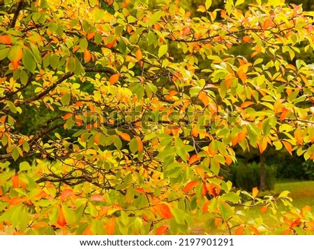 Nyssa sylvatica or tupelo tree with light reddish brown bark, spectacular colorful foliage on pale green to orange branchlets Royalty-Free Stock Photo #2197901291