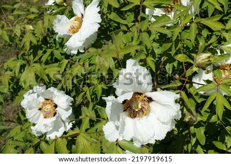 White flowers in the leafage of tree peony in April