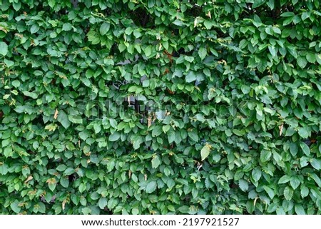 green natural wall, leaf texture, green hedge, wall overgrown with beautiful ivy, photographic background, banner background