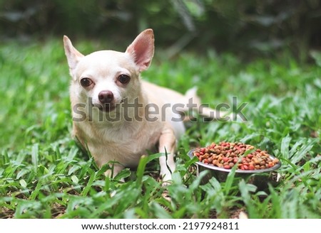 Portrait of happy and healthy Chihuahua dog lying down on green grass with dog food bowl, smiling happily.