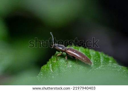 Macro click beetle sitting on leaf  Closeup of a beetle (Elateridae) in natural environment  Detailed picture