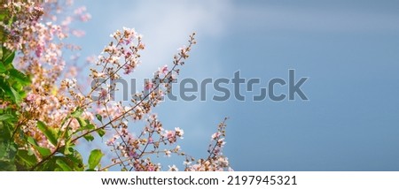 A blooming of flower on branches. Sakura thailand background. Inthanin flower at southern thailand.