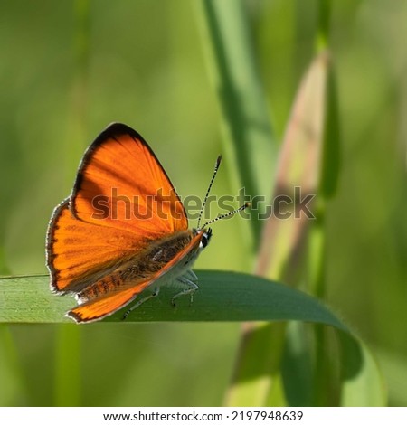 A butterfly sitting in a meadow flower