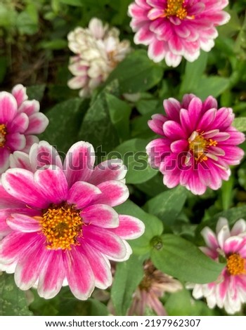 Zinnia flowers close up picture for background