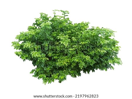 Tropical plant flower bush shrub 
 green tree isolated on white background with clipping path Royalty-Free Stock Photo #2197962823