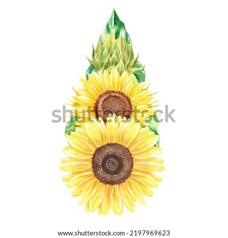 Sunflowers in the shape of a drop of oil. Watercolor illustration. Isolated on a white background. For design of stickers, kitchen accessories, packages of sunflower oil and so on.