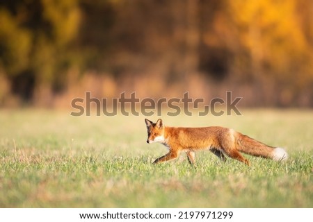 Fox (Vulpes vulpes) in autumn scenery, Poland Europe, animal walking among green meadow in amazing warm light