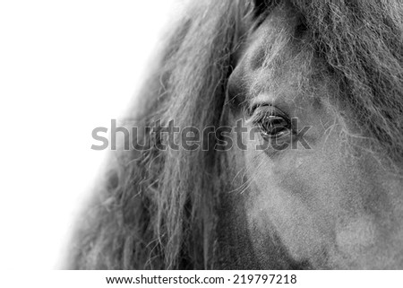Close up of a Friesian / Frisian stallion horse head eye and mane with white background