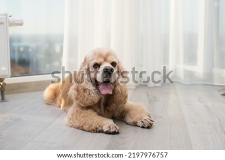 American Cocker Spaniel is resting on the floor. Royalty-Free Stock Photo #2197976757