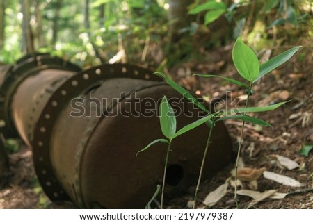 remains of rusty industrial equipment among the forest
