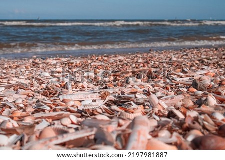Many beautiful various sea shells and clams on sand, beach shore ocean in france holliday. Closeup picture of shells and sea in background.
