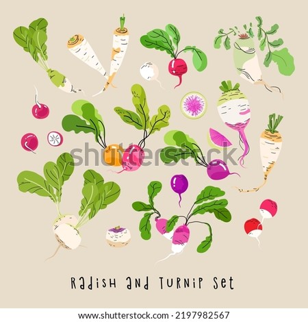 Colored Radish and turnip vector set. Healthy farm food. Radish, Daikon, Turnip, Celery different sort. Summer autumn harvest. Flat vector illustration isolated on beige background Royalty-Free Stock Photo #2197982567