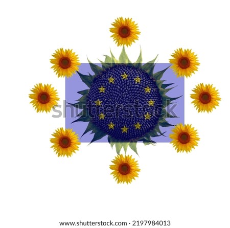 small blue flag of the European Union, against the background of blooming sunflower, the concept of friendship and joint activity, close-up