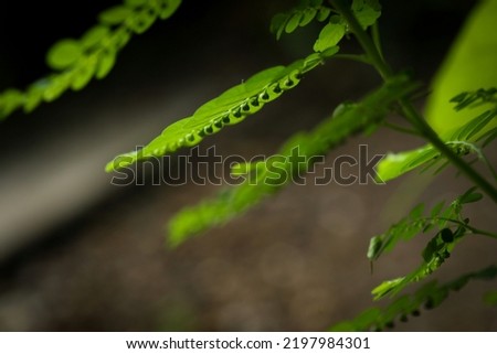 India, 2 September, 2022 : Fresh growing plant closeup, brown background. Nature art. Green the nature. Natural background. Abstract background.