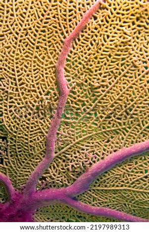 Sea Fan  Sea Whips  Gorgonian at Coral Reef at Red Sea  Egypt  Africa