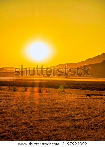 Portrait shot of Wakkerstroom grassland during sunset in Mpumalanga, South Africa