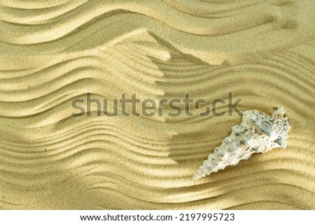 Abstract background with waves on the sand and a shell. Texture of beach sand. Copy space. Flat lay, top view.
