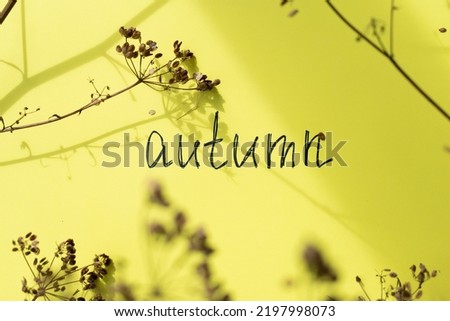 The word autumn is written on a yellow background next to dry plants and a shadow from them. Autumn background.