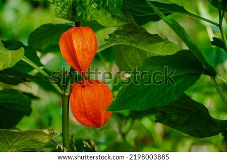 Red physalis alkekengi close-up. Exotic fruit on branch. Chinese lantern, Japanese lantern, ground berry. Authentic farm product. Medical plant for treatment of various diseases. Royalty-Free Stock Photo #2198003885