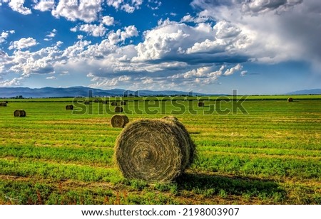 Haystacks on an agricultural field. Agriculture farm field with haystacks. Haystack in field. Farmland field haystacks Royalty-Free Stock Photo #2198003907