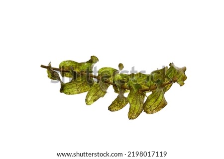 seaweed isolated on white background