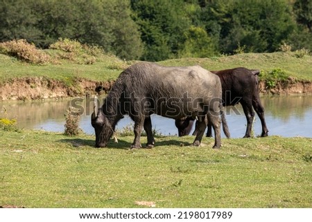 Buffalo grazing in the meadow. Buffalo grazing by the small lake Royalty-Free Stock Photo #2198017989