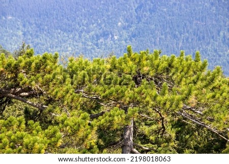 Forest image. Forest with different trees. Anatolian forests