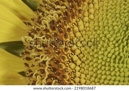 sunflower macro picture, texture of sunflower pollen and seeds, high quality image. sunflower texture