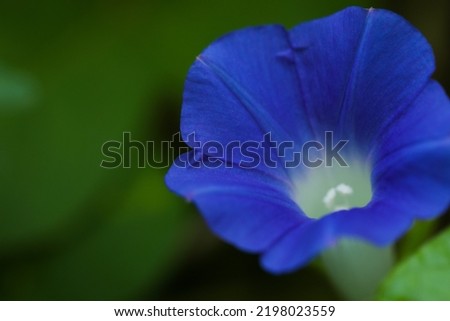 India, 2 September, 2022 : Beautiful morning glory flower closeup, blurred green background. Blue flower texture, flower theme. Flower concept. Natural background.