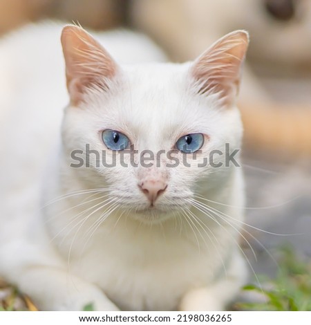Portrait of a beautiful cat with white fur with blue eyes. Looking at the camera. The background is blurred. It is an outside photo.