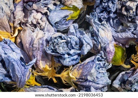 withered dried autumn flowers, close up view of dried blue flowers. fall season leaves Background with bokeh. Selective focus, withered flower texture. Yellow and blue leaves of the fall season. Bloom Royalty-Free Stock Photo #2198036453