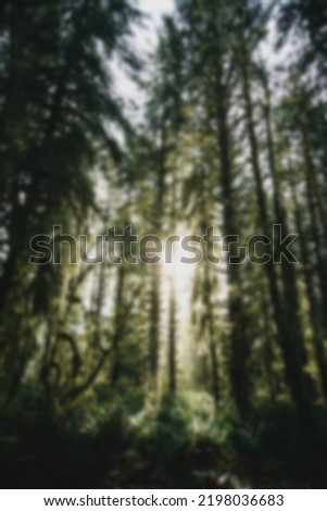 Defocus abstract background of the forest