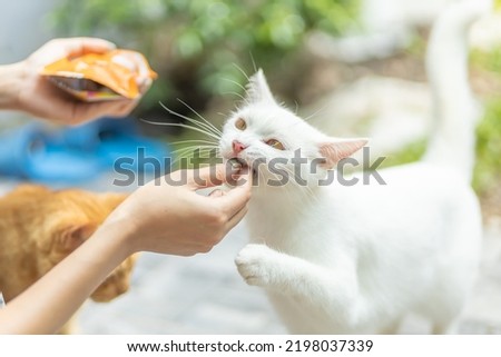 The picture is feeding the cat. Feeding the cat by the hand of a woman feeding the white cat. The cat has a very hungry challenge. Which is a beautiful picture and the aunt loves it.