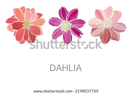 Decorative hand drawn dahlia flowers, design elements. Can be used for cards, invitations, banners, posters, print design. Floral background
