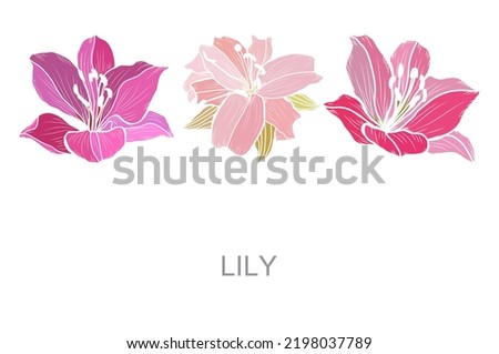 Decorative hand drawn pink lily flowers, design elements. Can be used for cards, invitations, banners, posters, print design. Floral background